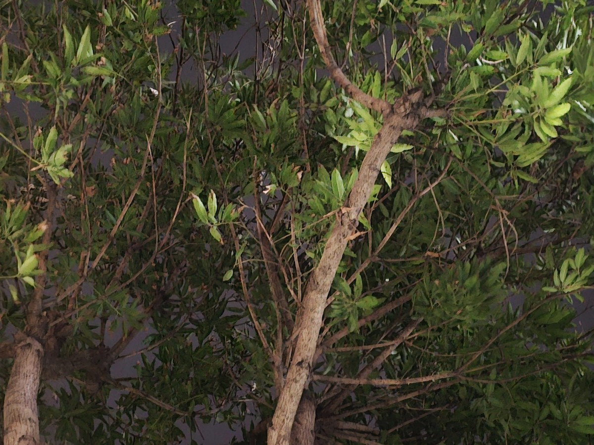 Golondrina Común - ML646229810