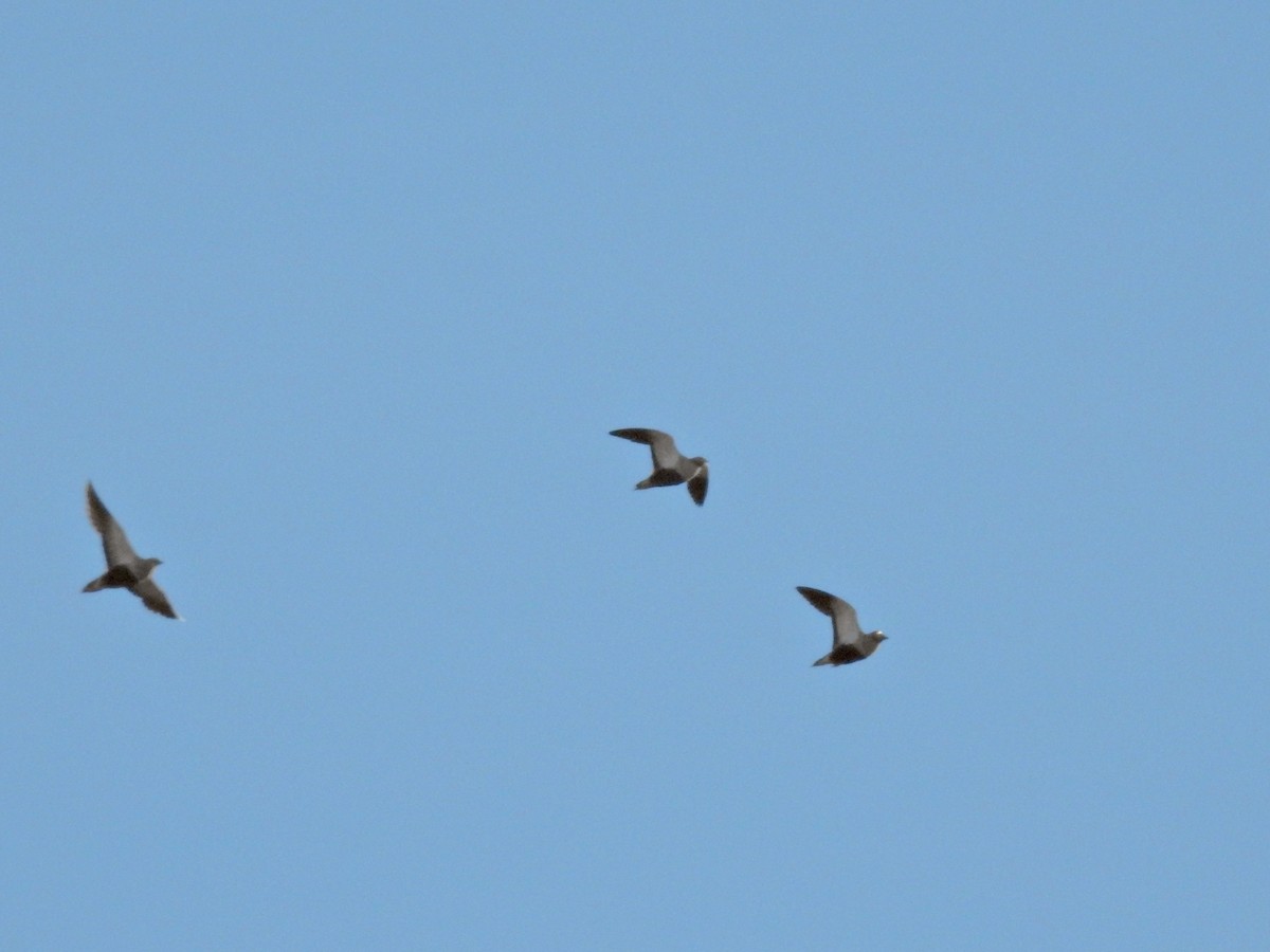 Ganga Ortega - ML646229811