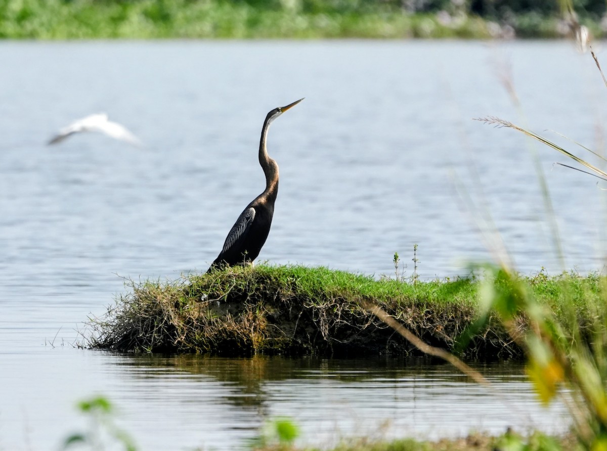 Anhinga Asiática - ML646229813