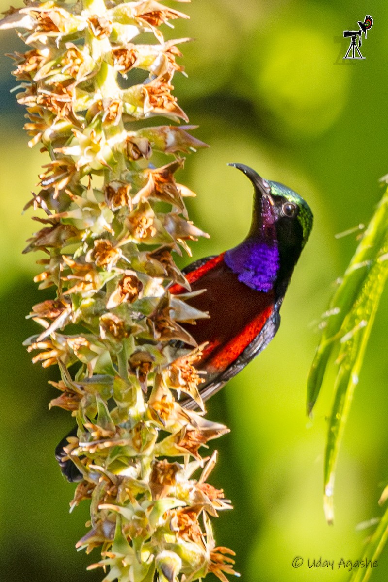 Suimanga Ventrigranate - ML646229814