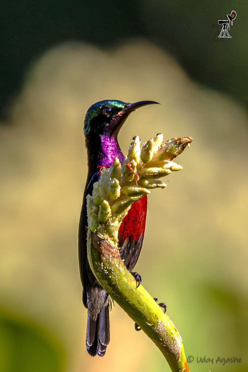 Suimanga Ventrigranate - ML646229815