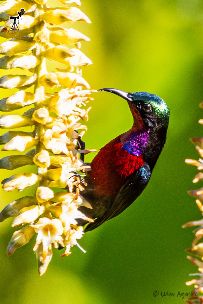 Suimanga Ventrigranate - ML646229816