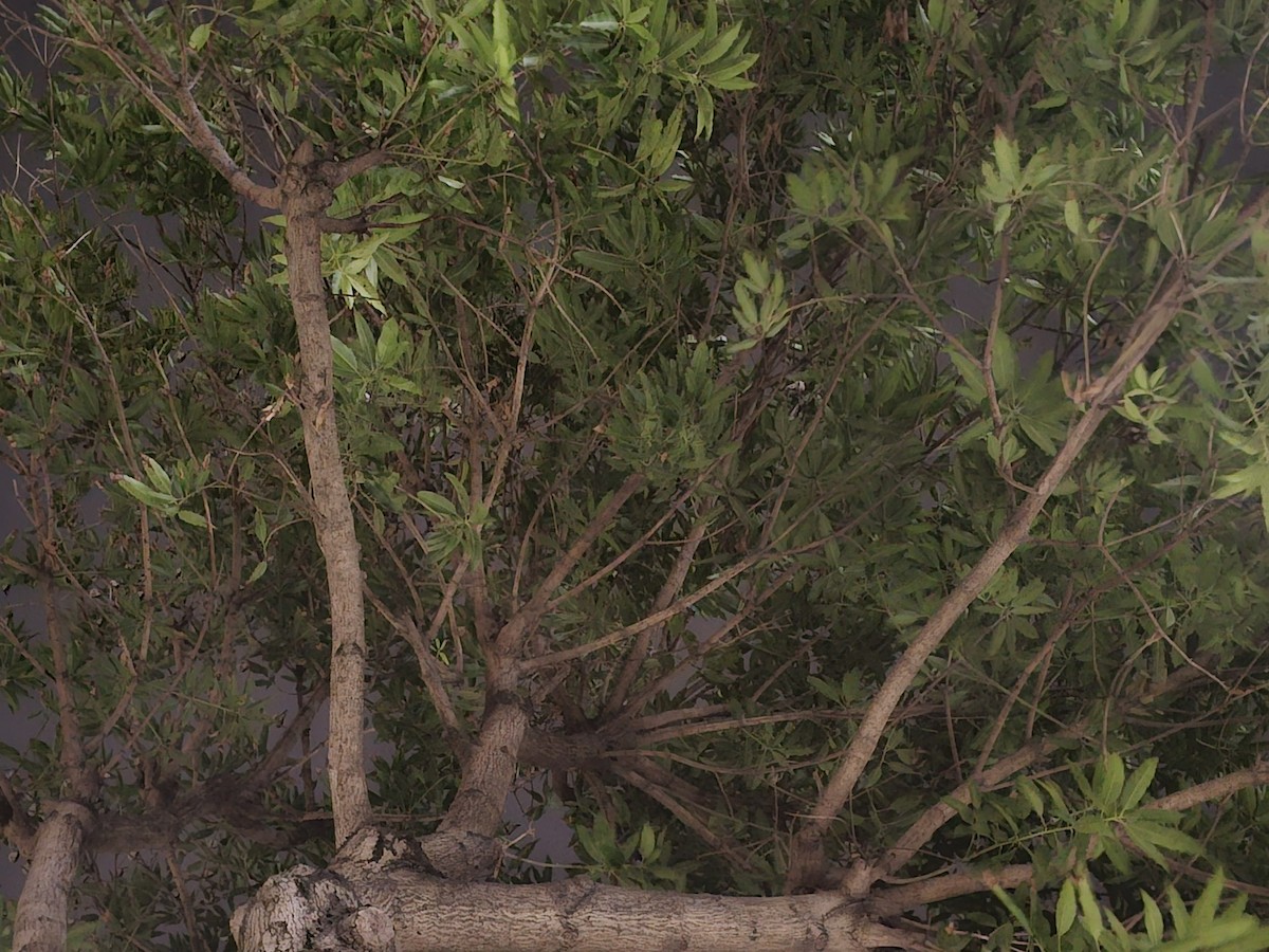 Golondrina Común - ML646229817