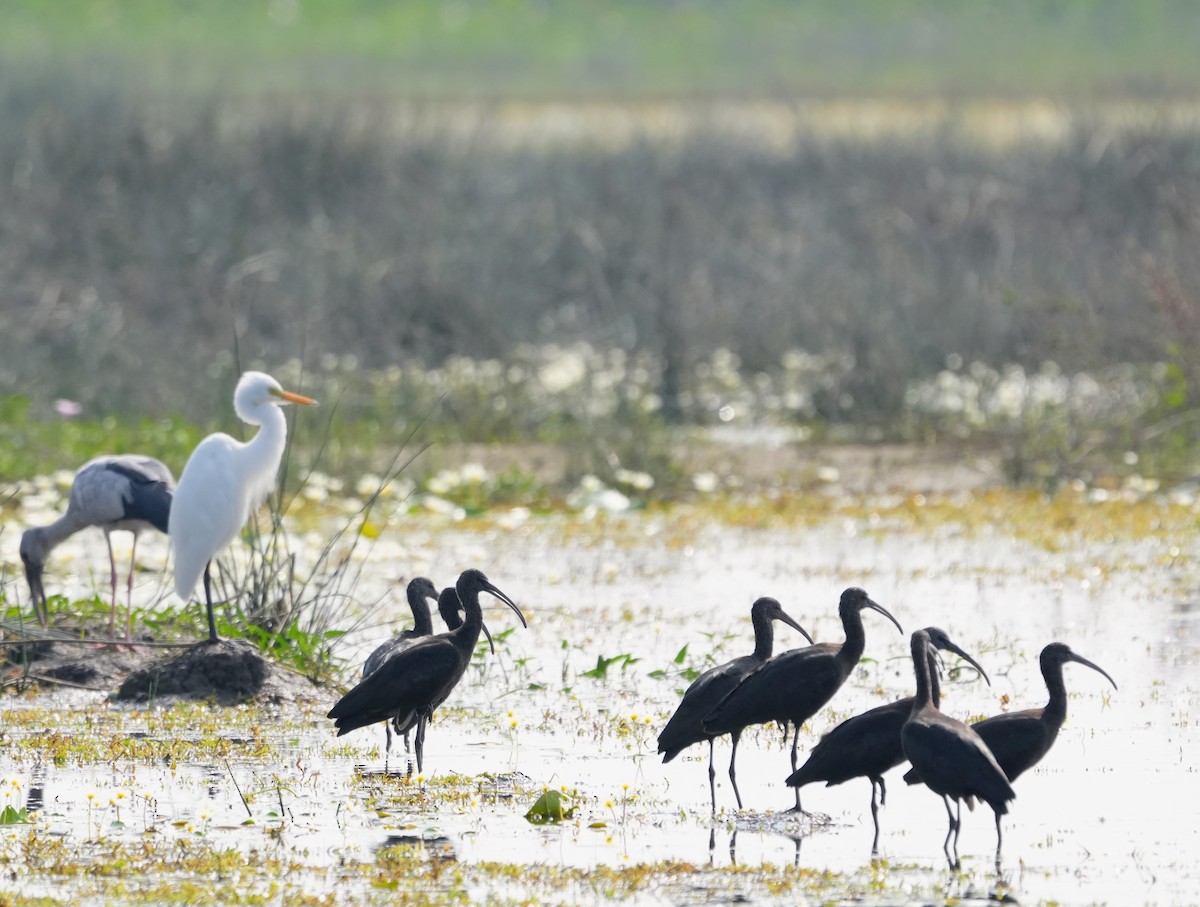 Morito Común - ML646229818