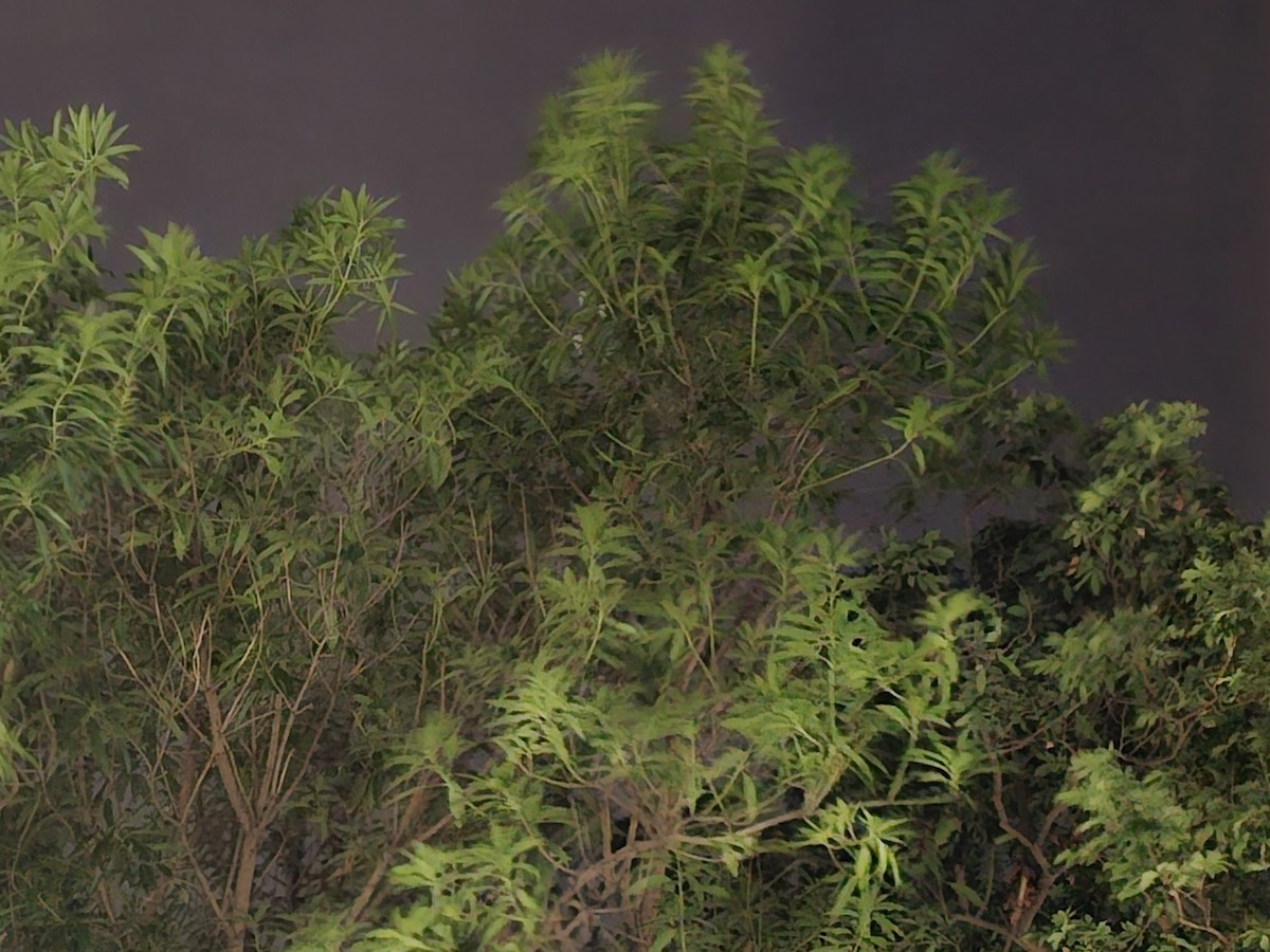 Golondrina Común - ML646229819