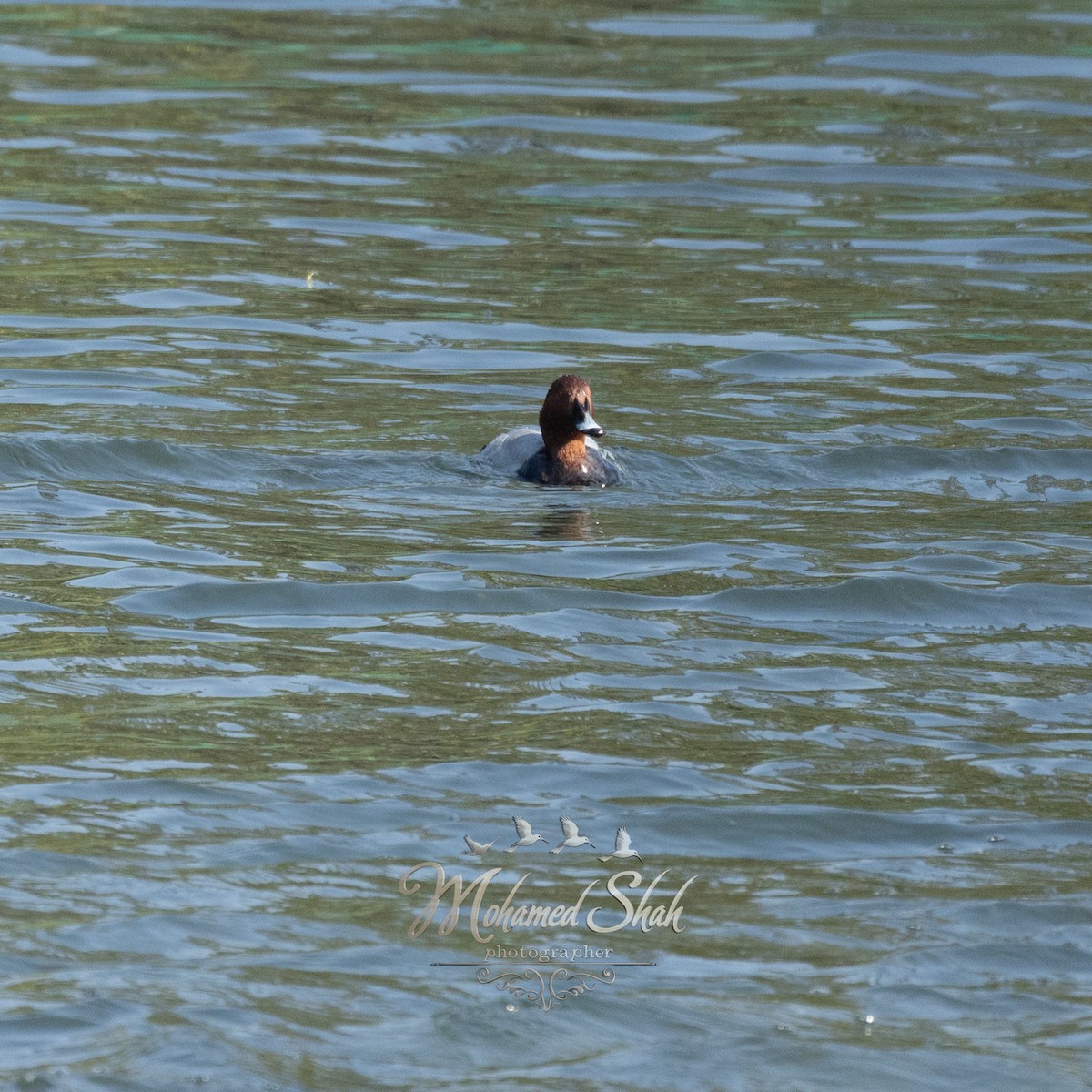 Common Pochard - ML646229820