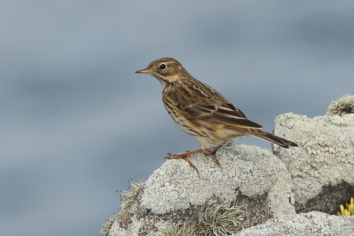 Meadow Pipit - ML646229821