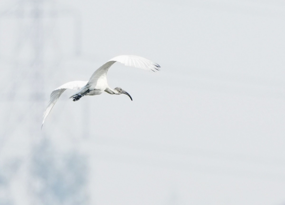 Black-headed Ibis - ML646229822
