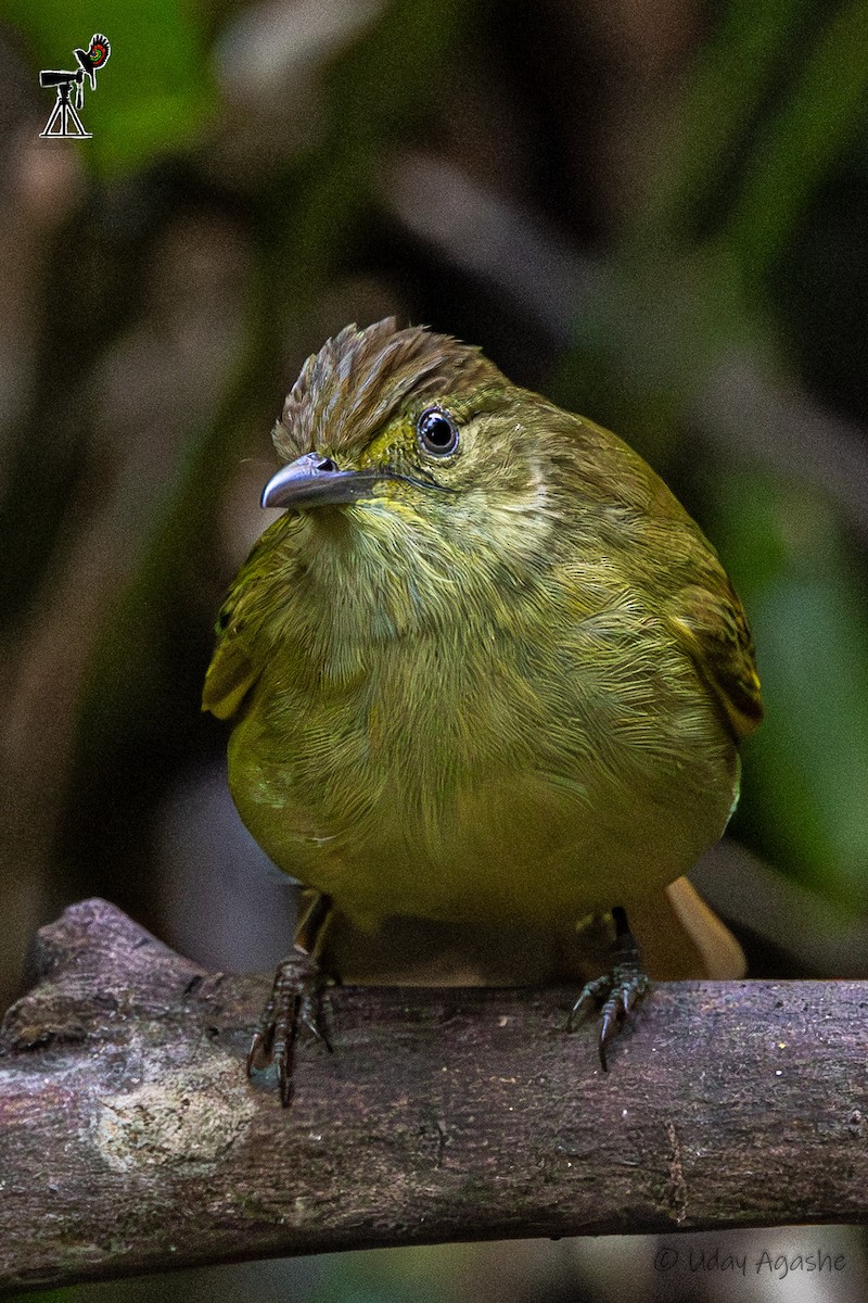 Cachar Bulbul - ML646229823