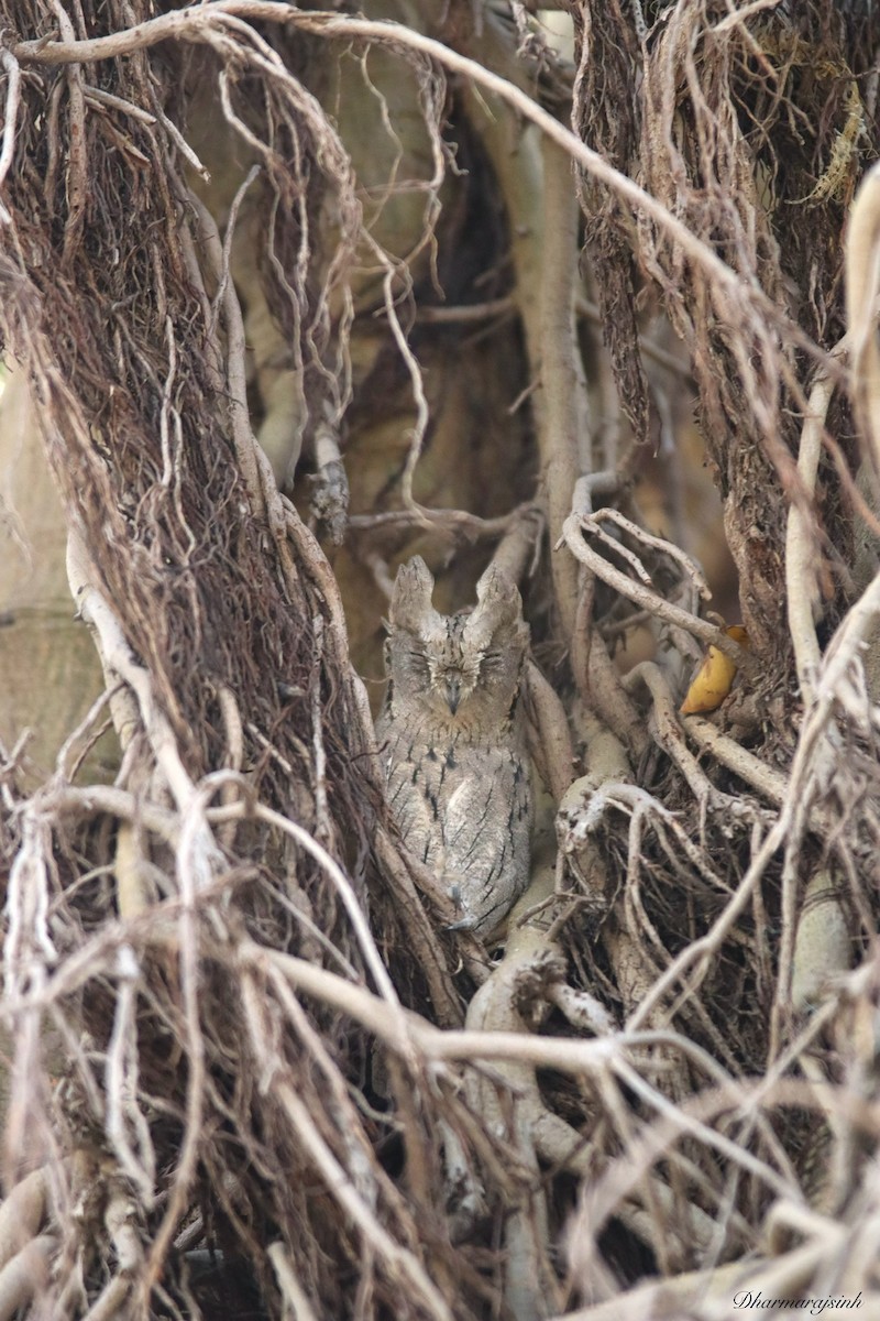 Pallid Scops-Owl - ML646229824