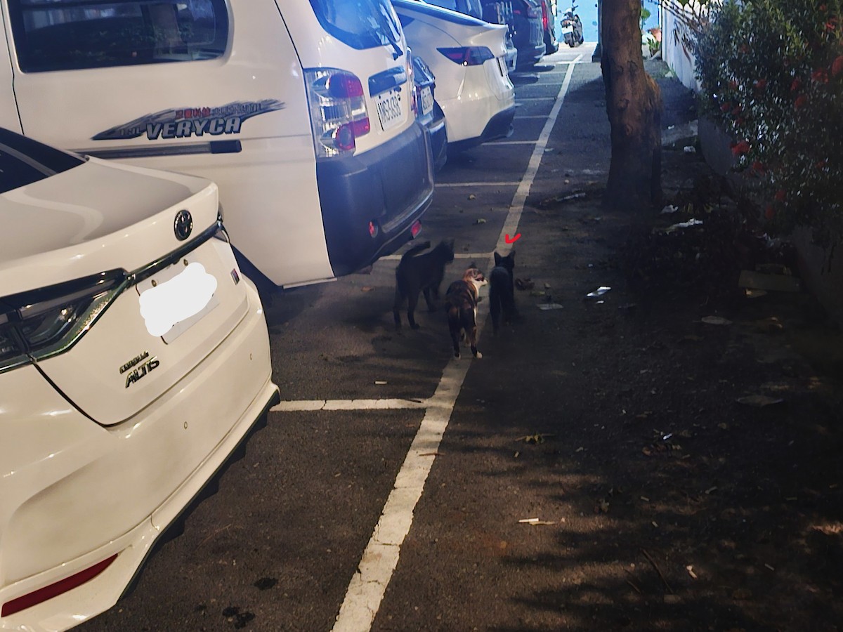 Barn Swallow - ML646229825