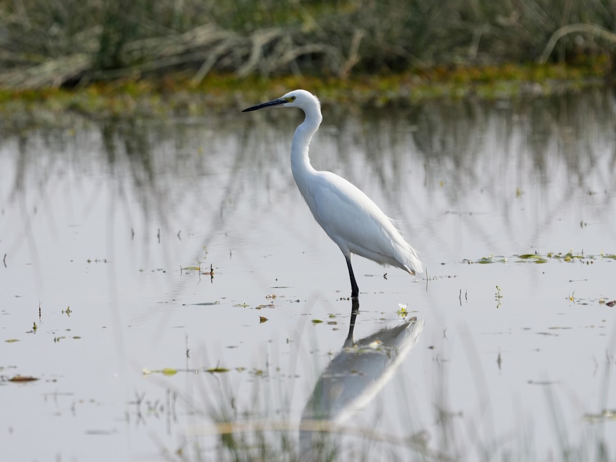 Little Egret - ML646229826