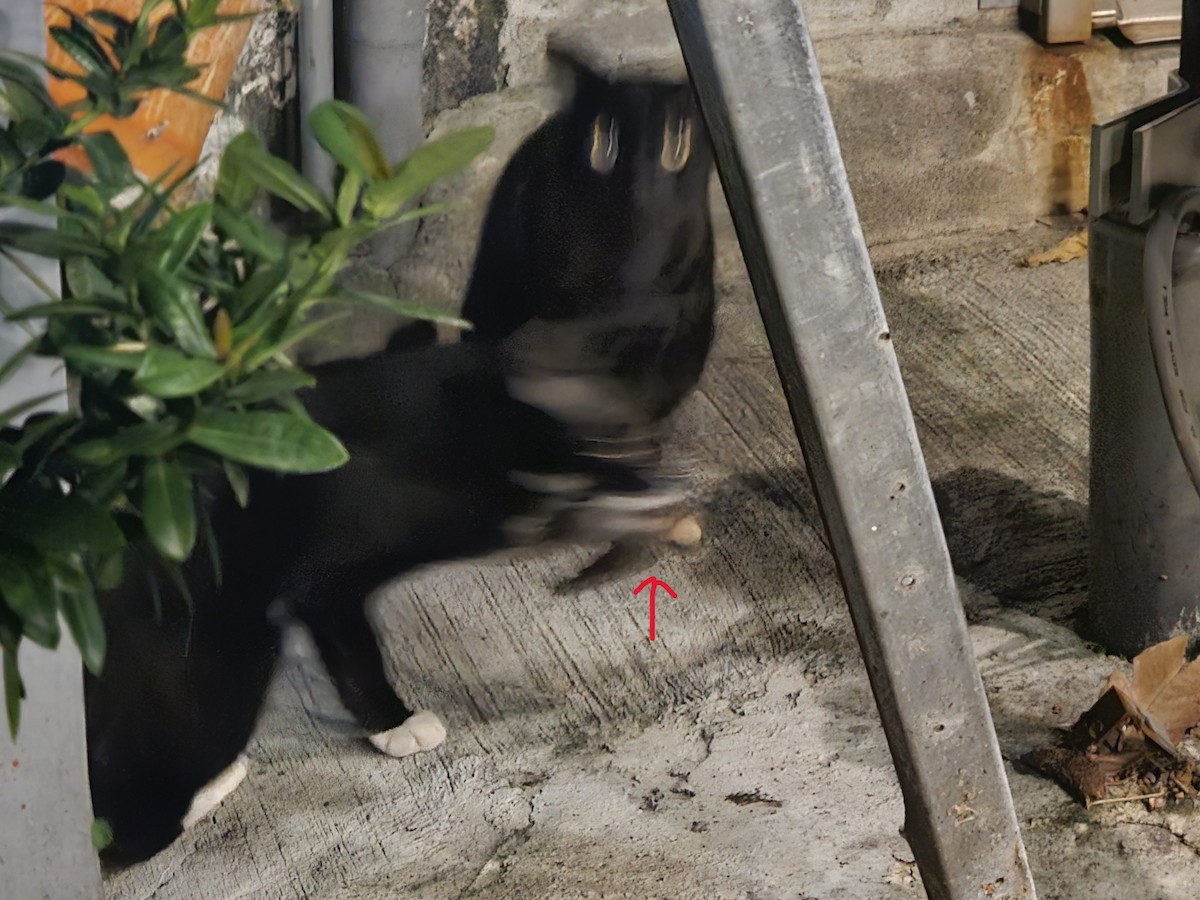 Barn Swallow - ML646229827