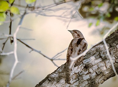 Eurasian Wryneck - ML646229828