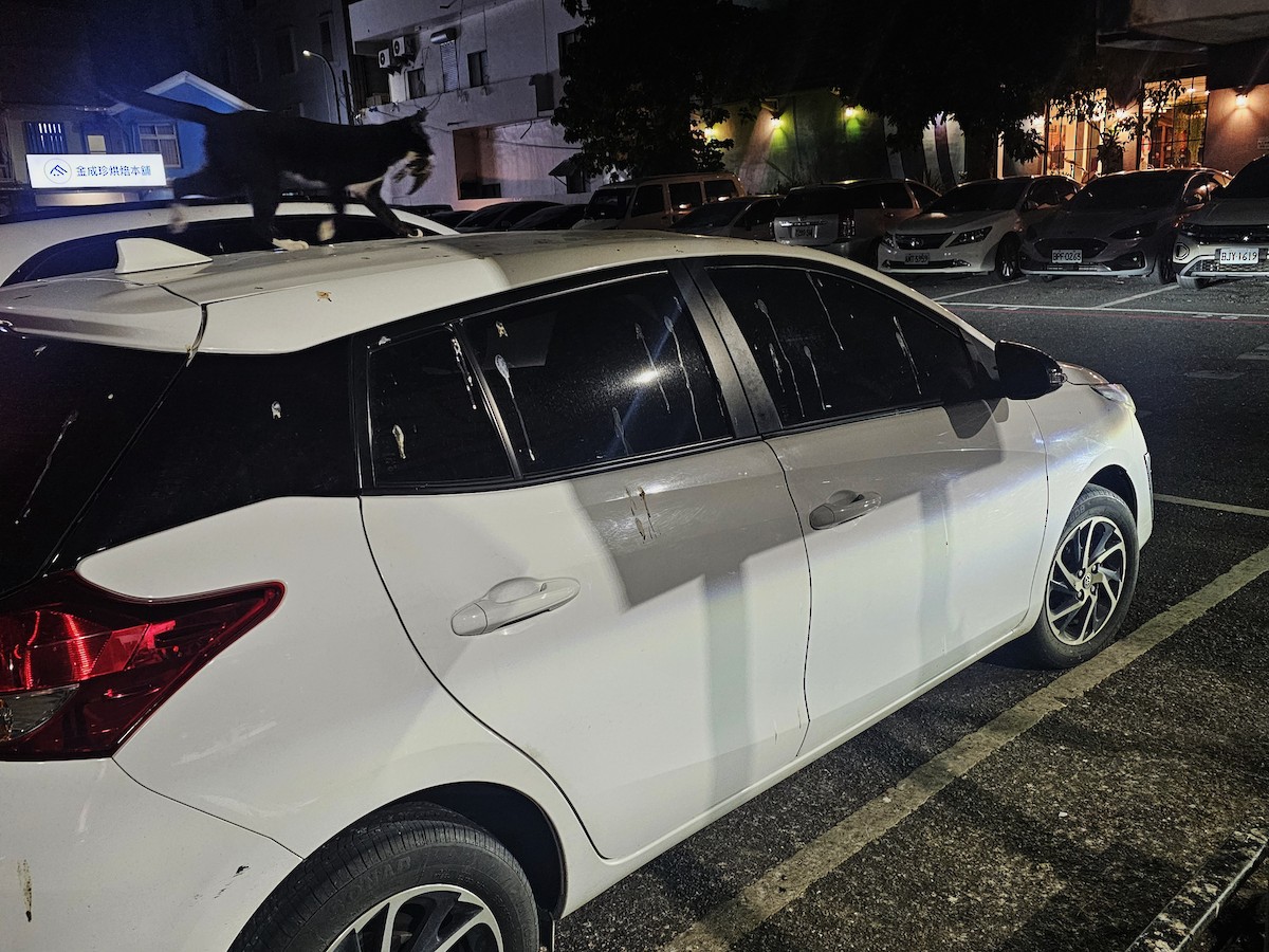 Barn Swallow - ML646229829