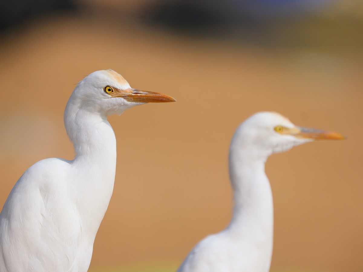 Eastern Cattle-Egret - ML646229830