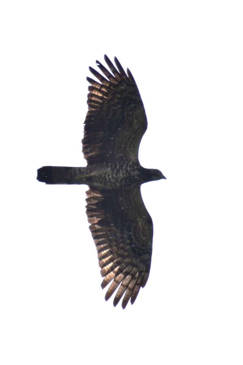 Oriental Honey-buzzard - ML646229833