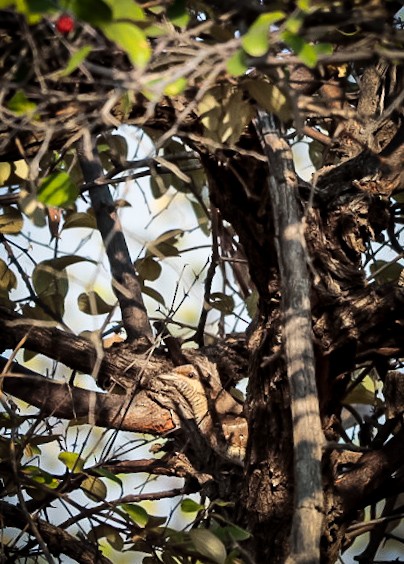 Eurasian Wryneck - ML646229836