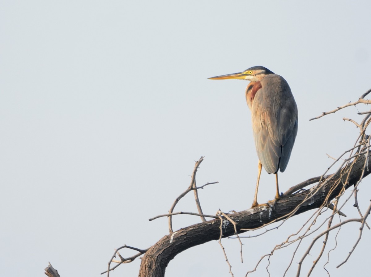 Purple Heron - ML646229838