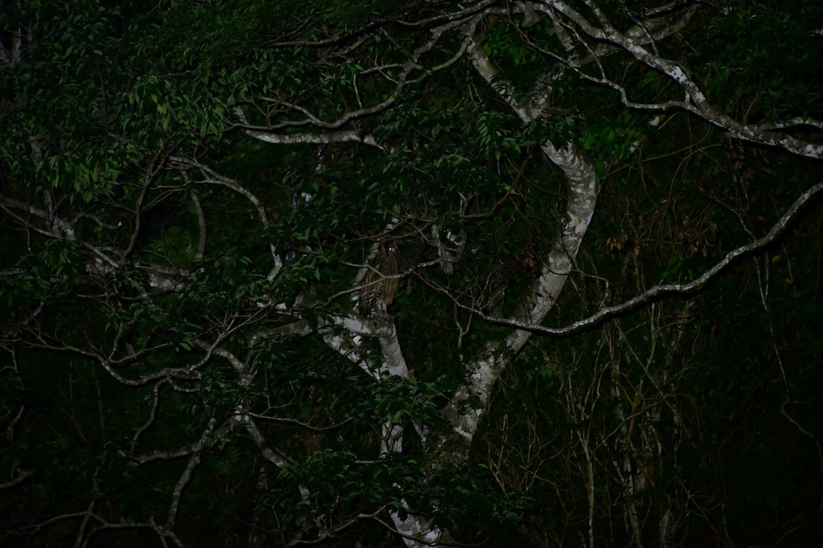 Tawny Fish-Owl - ML646229844