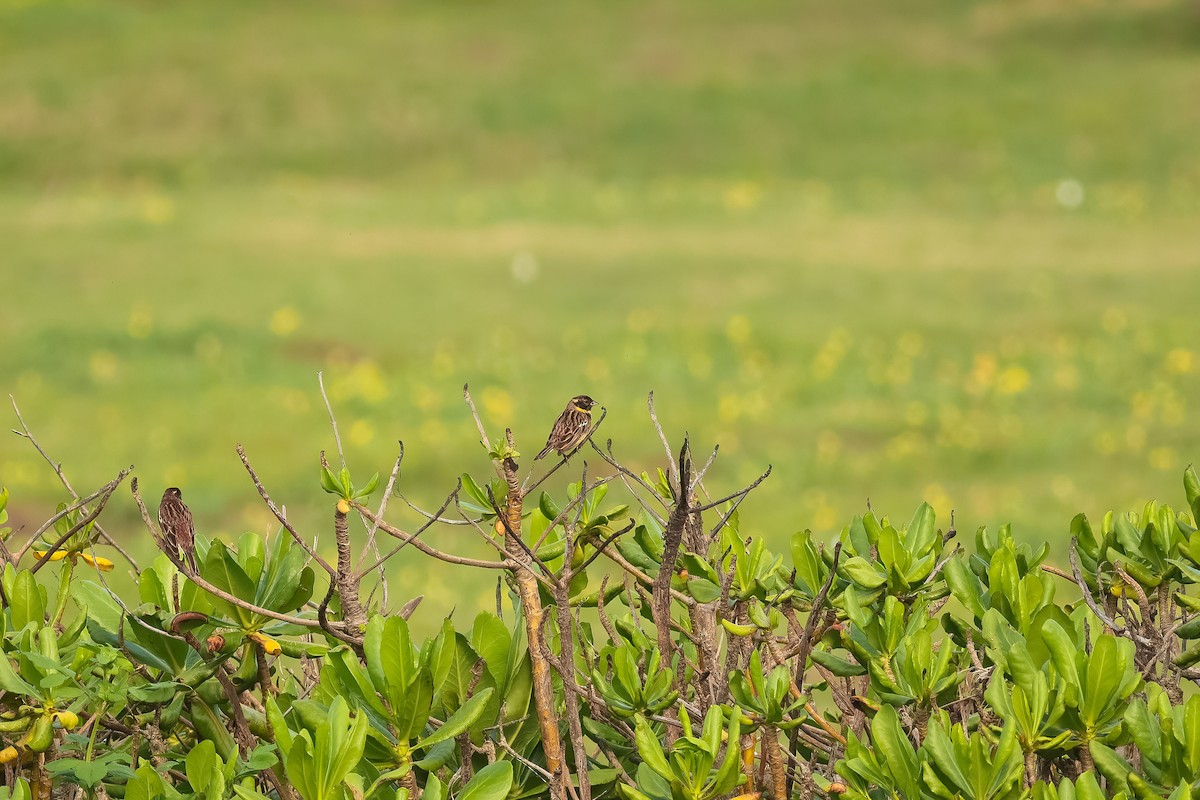 Yellow-breasted Bunting - ML646229847