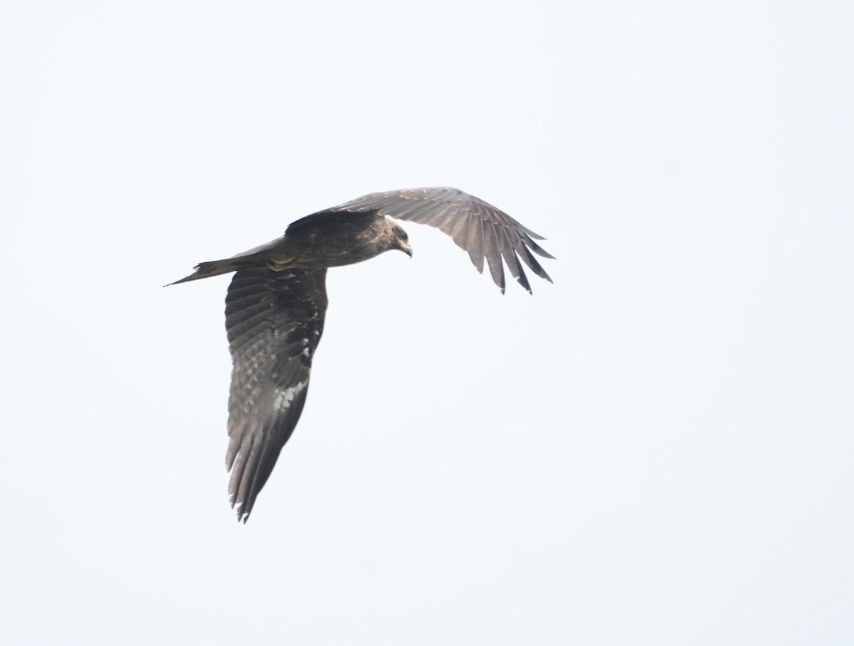 Black Kite - ML646229849