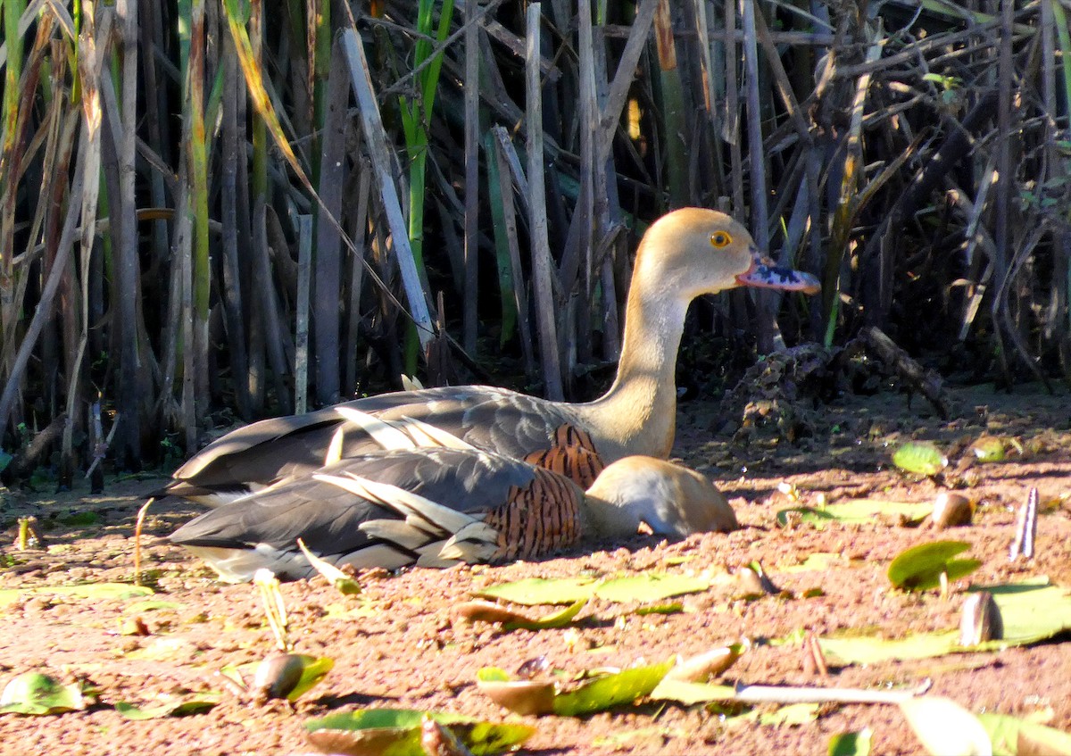 Plumed Whistling-Duck - ML646229860