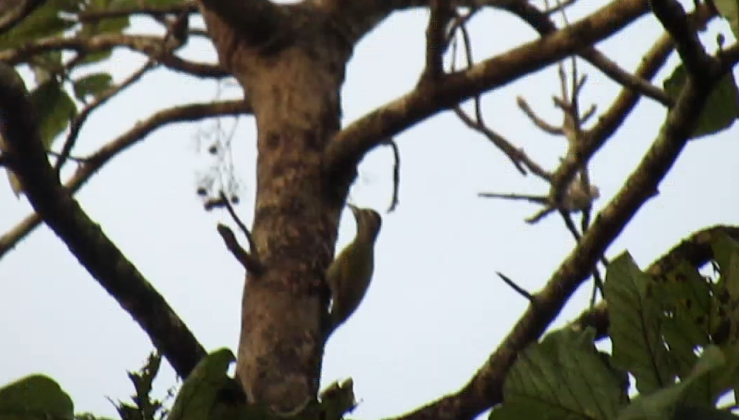 Streak-throated Woodpecker - ML646229862