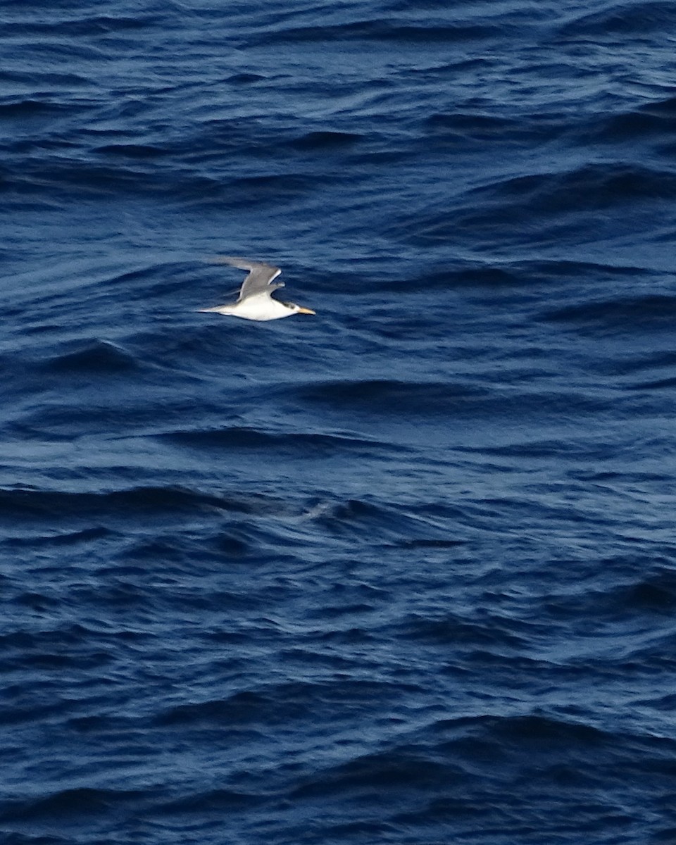 Great Crested Tern - ML646229864