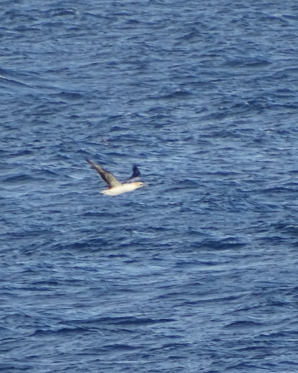 Australasian Gannet - ML646229867