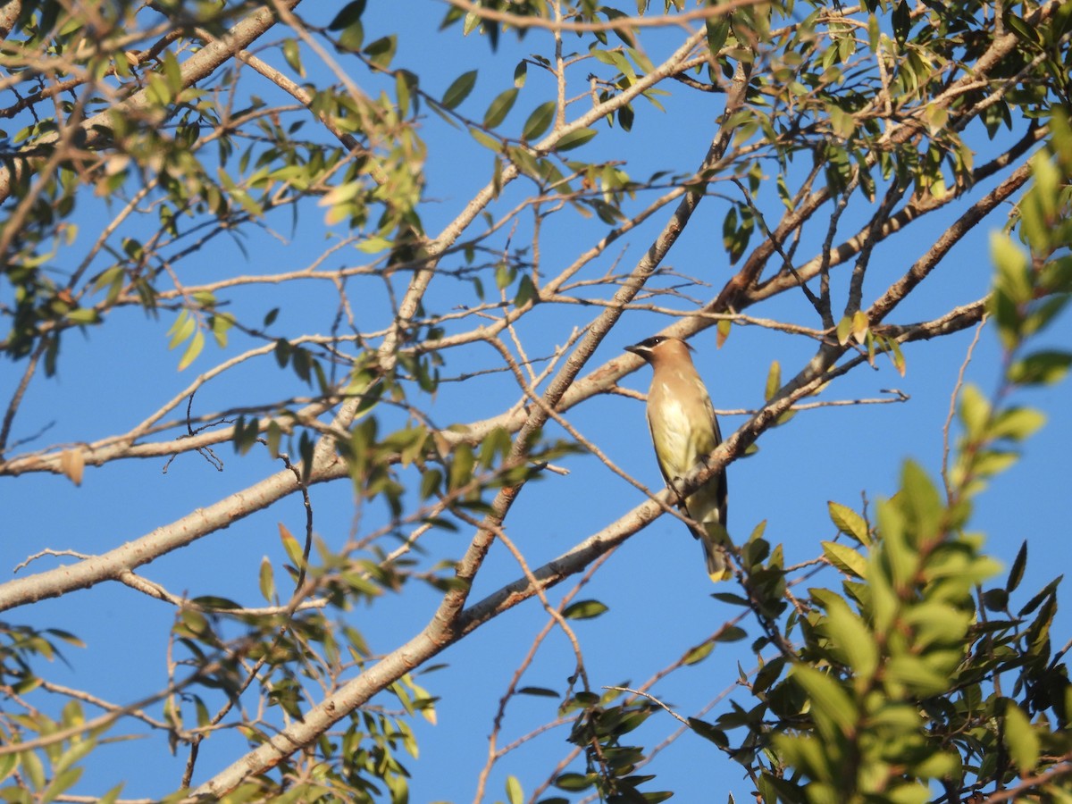 ציצנית אמריקנית - ML646229868