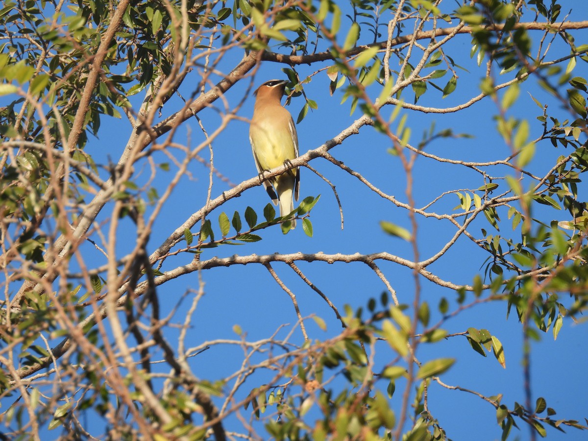 ציצנית אמריקנית - ML646229869