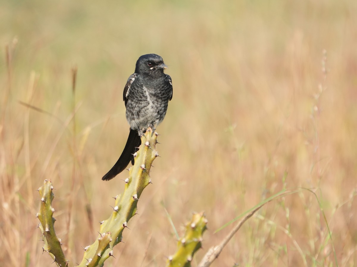Black Drongo - ML646229872