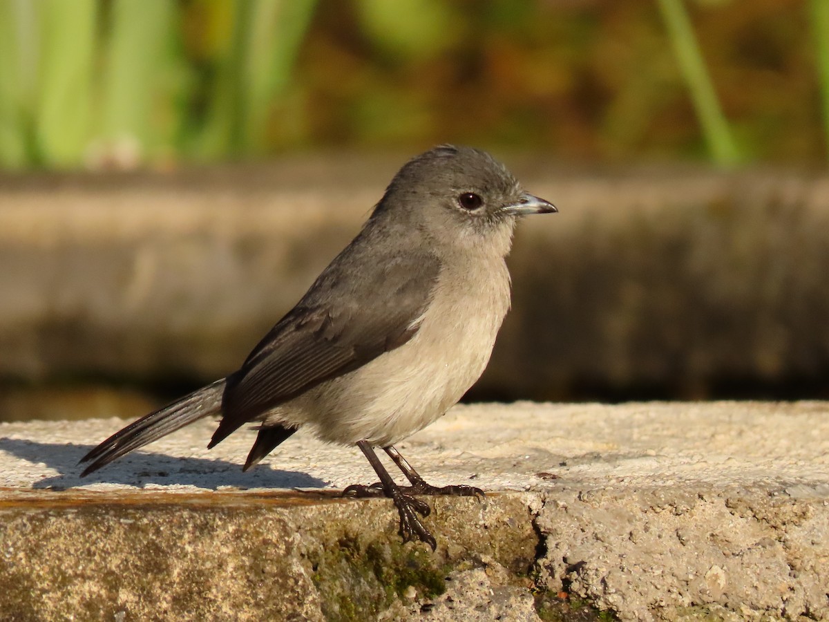 White-eyed Slaty-Flycatcher - ML646229873