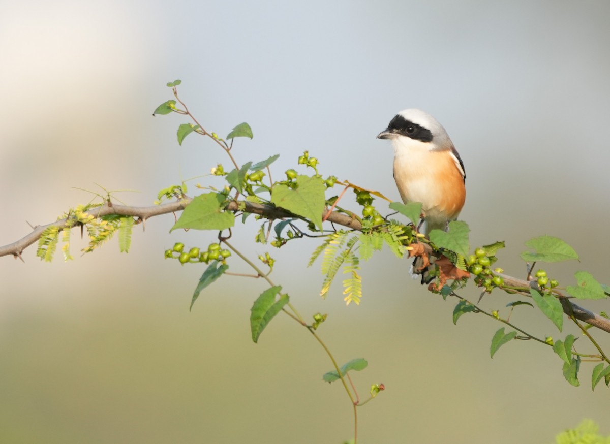 Bay-backed Shrike - ML646229878