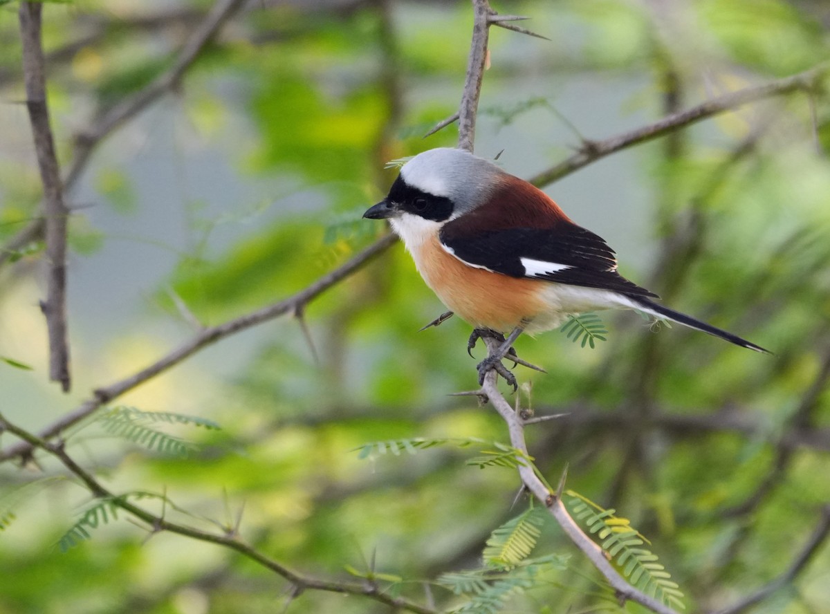 Bay-backed Shrike - ML646229879