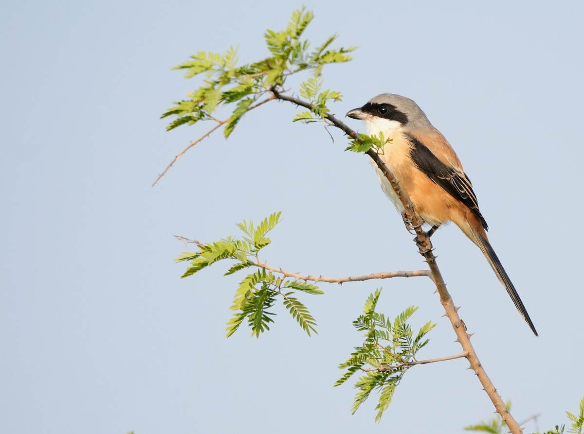 Long-tailed Shrike - ML646229880