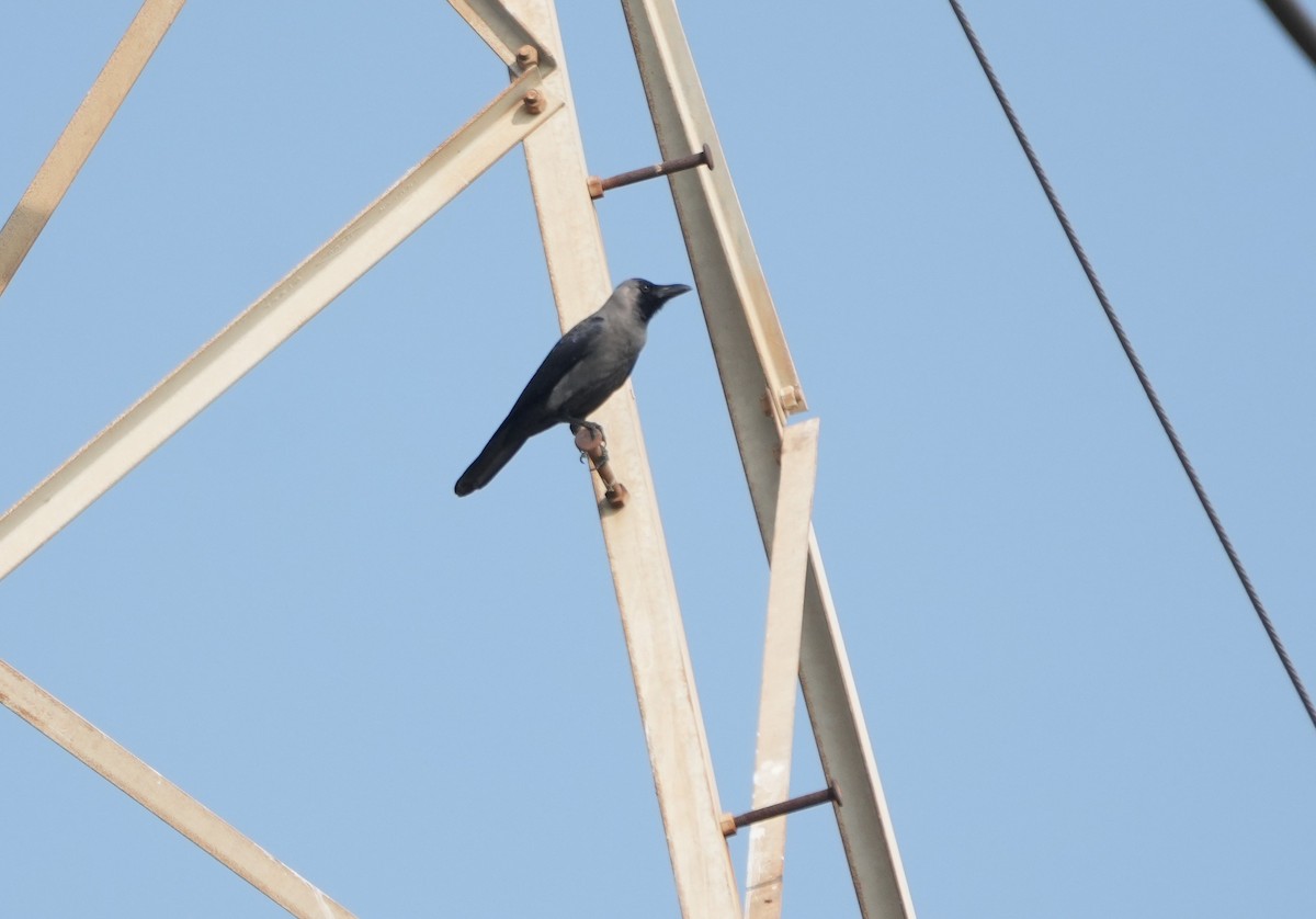 House Crow - ML646229884