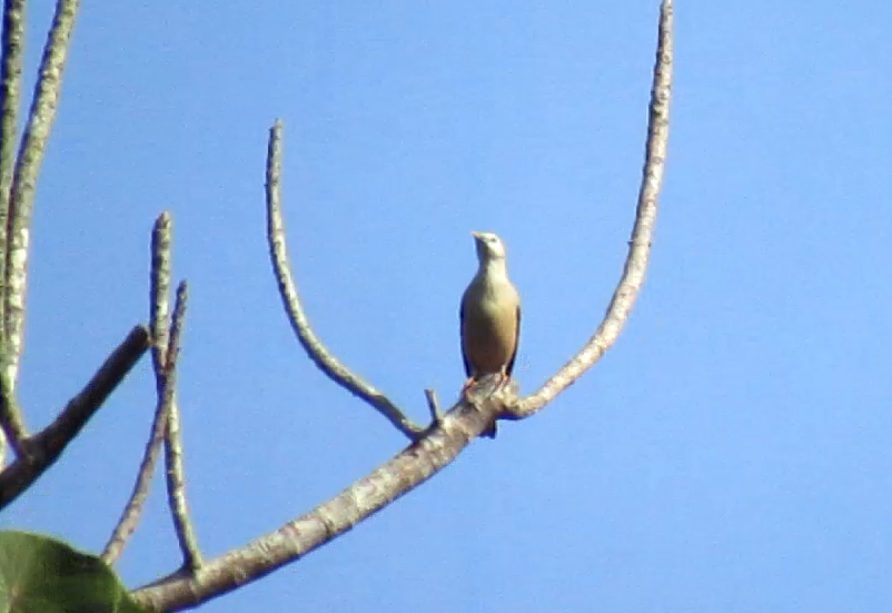 Malabar Starling - ML646229885