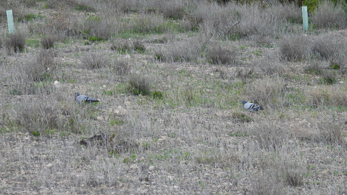 Rock Pigeon (Feral Pigeon) - ML646229886