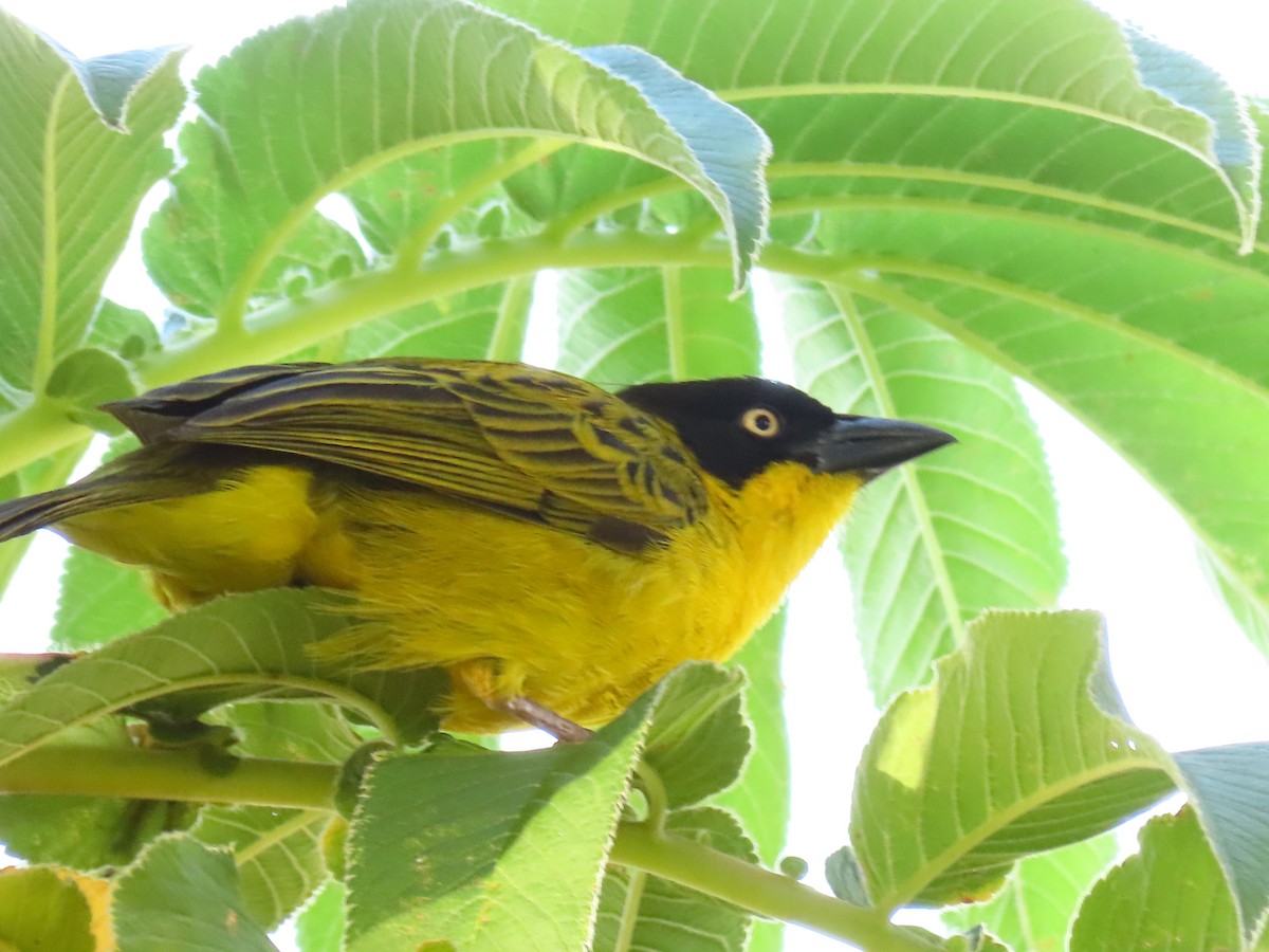 Tejedor Baglafecht - ML646229890