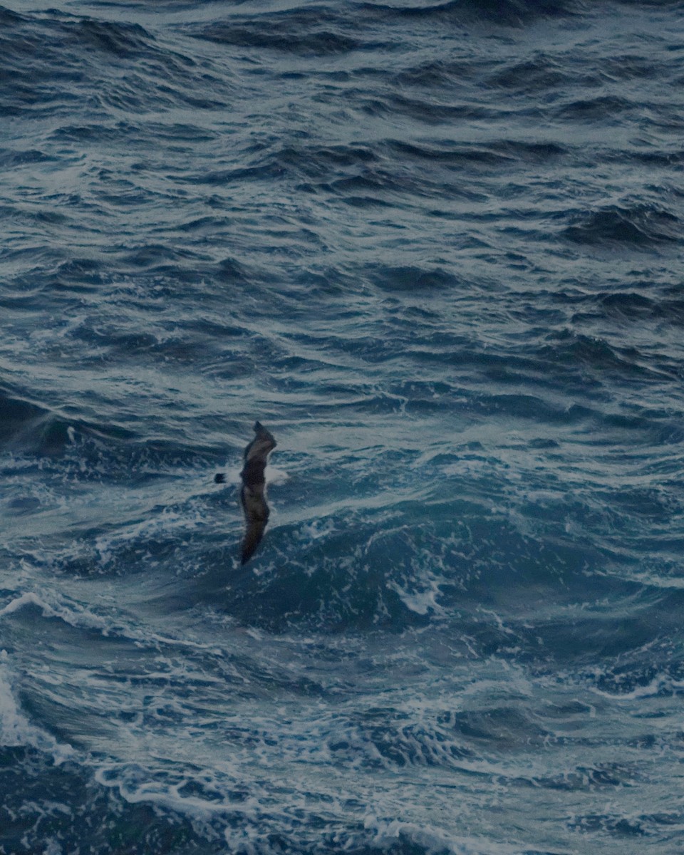 Kelp Gull - ML646229893