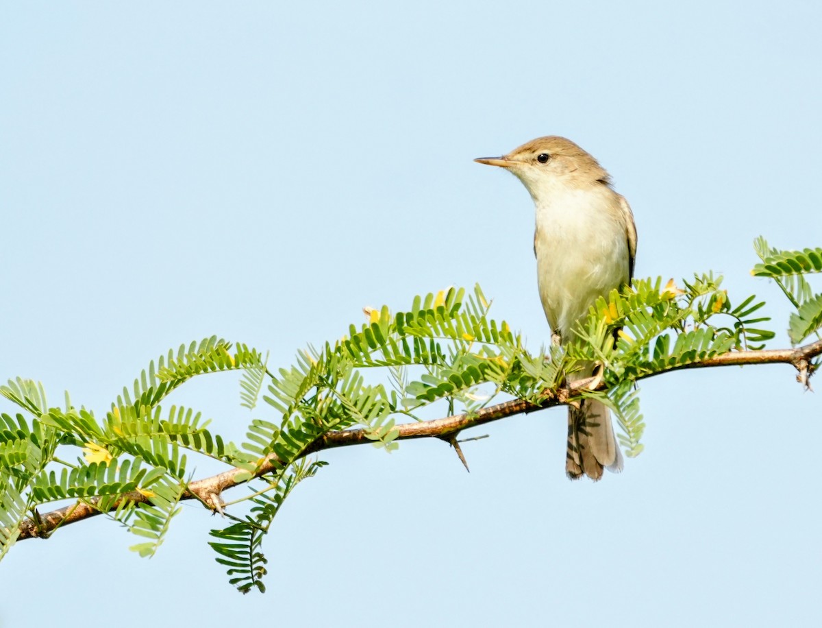 Sykes's Warbler - ML646229894