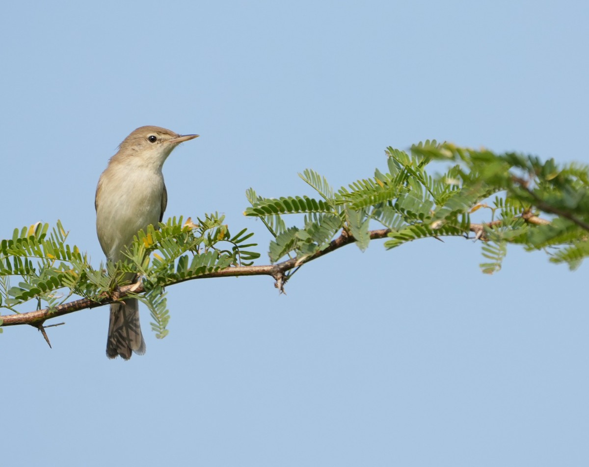 Sykes's Warbler - ML646229895