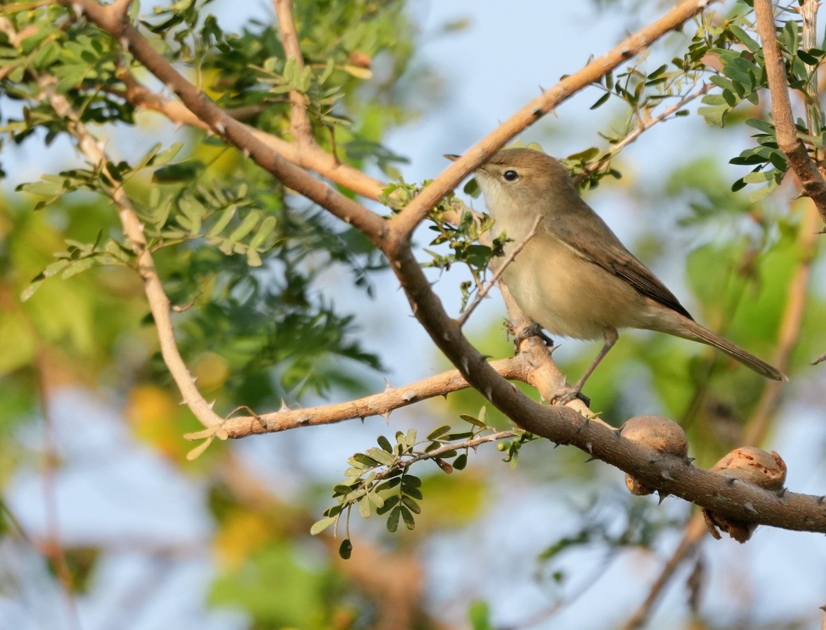 Sykes's Warbler - ML646229896