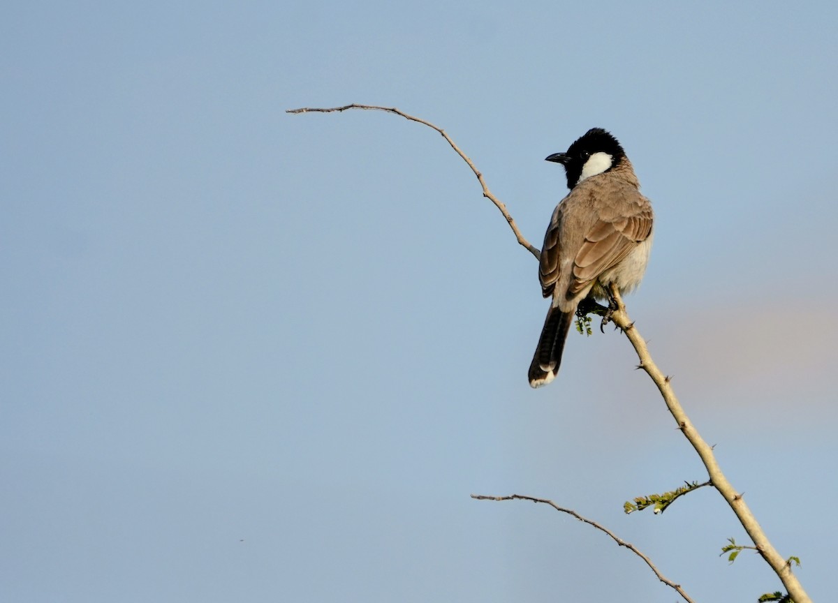 White-eared Bulbul - ML646229903