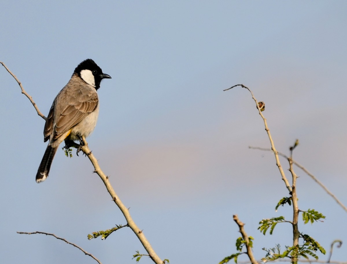 White-eared Bulbul - ML646229904