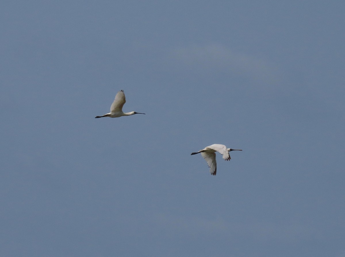 Black-faced Spoonbill - ML646229916