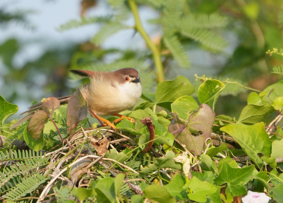 Yellow-eyed Babbler - ML646229917