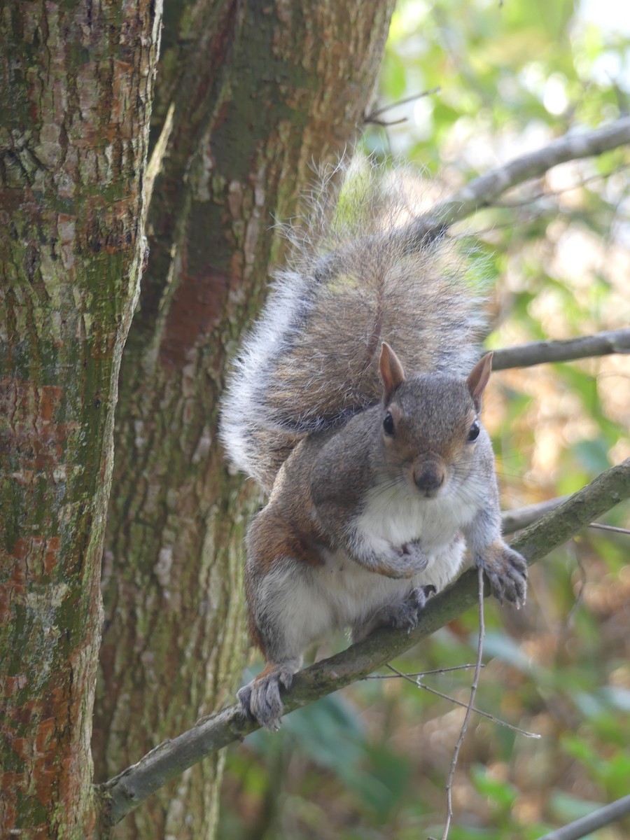 Eastern Gray Squirrel - ML646229919